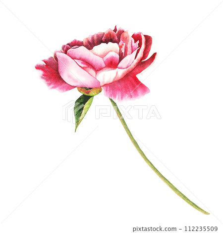 Watercolor peony Flower with a stem and leaf in pastel pink colors. Hand drawn floral illustration on isolated background for greeting cards or wedding invitations. Botanical drawing in vintage style Watercolor peony Flower with a stem and leaf in pastel pink colors. Hand drawn floral illustration on isolated background for greeting cards or wedding invitations. Botanical drawing in vintage style 112235509