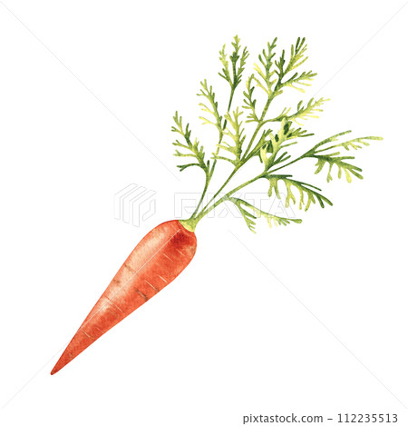 Carrot hand drawn botanical watercolor illustration on white background. 112235513