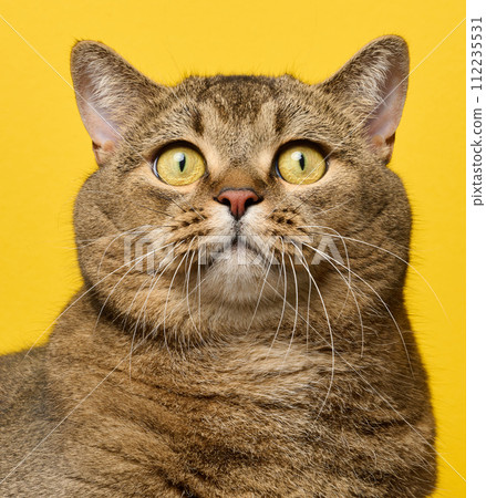 A cute adult straight-eared Scottish breed gray cat on a yellow background 112235531