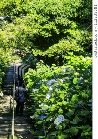 岡山吉備津神社的繡球花園 112235581