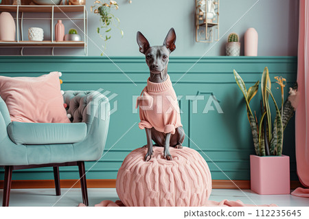 Cute Xoloitzcuintle dog posing in a vintage-style apartment Cute Xoloitzcuintle dog posing in a vintage-style apartment 112235645