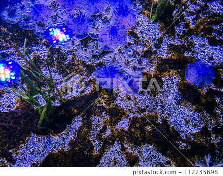 Aquarium with colourful jellyfish and plants. Underwater world at Toronto aquarium, Canada. Aquarium with colourful jellyfish and plants. Underwater world at Toronto aquarium, Canada. 112235698