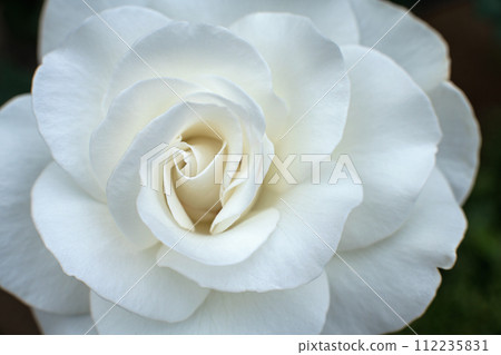 White rose flower up White rose flower up 112235831