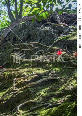 城南宮、苔蘚與落山茶花（京都市） 112236006