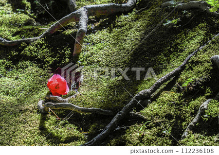 城南宮、苔蘚與落山茶花(京都市) 城南宮、苔蘚與落山茶花(京都市) 112236108