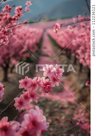 Field of Pink Flowers With Background Mountains 112236121