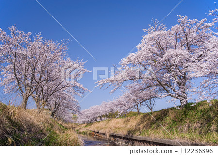Cherry blossoms, full bloom, blue sky Cherry blossoms, full bloom, blue sky 112236396