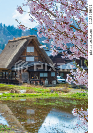 櫻花和小屋屋頂 櫻花和小屋屋頂 112236691
