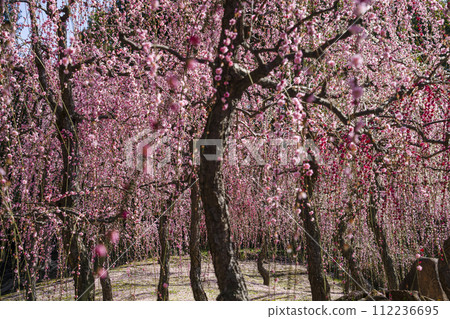 Seongnam Palace Dead Plum (Kyoto City) Seongnam Palace Dead Plum (Kyoto City) 112236695
