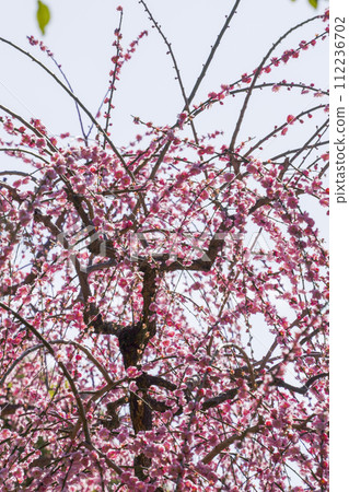 城南宮死梅（京都市） 112236702