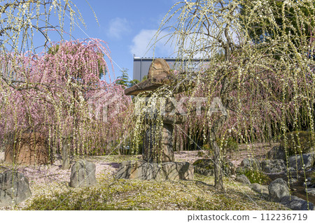 城南宮死梅（京都市） 112236719