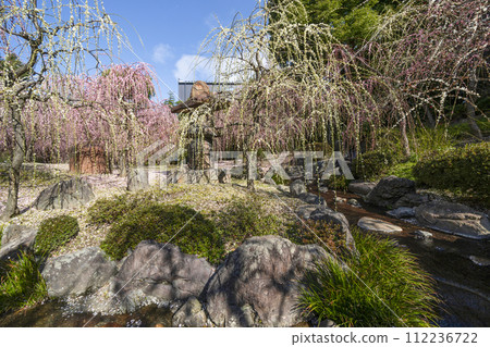 城南宮死梅（京都市） 112236722