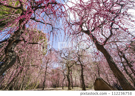 Seongnam Palace Dead Plum (Kyoto City) 112236758