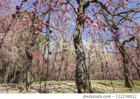 Seongnam Palace Dead Plum (Kyoto City) 112236812