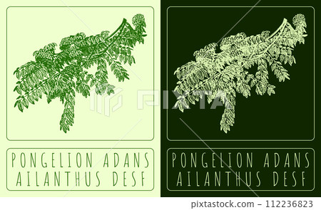 Vector drawing PONGELION ADANS. Hand drawn illustration. The Latin name is AILANTHUS DESF. Vector drawing PONGELION ADANS. Hand drawn illustration. The Latin name is AILANTHUS DESF. 112236823