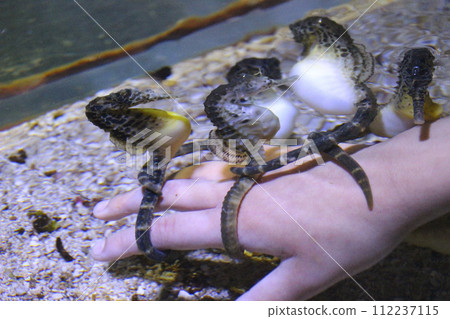 A seahorse wrapped around a child's hand (Child: 6 years old/boy) A seahorse wrapped around a child's hand (Child: 6 years old/boy) 112237115