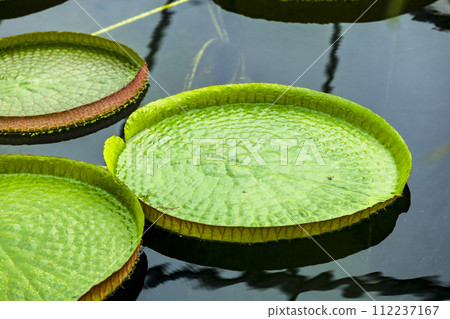 Victoria Amazonica floating on the surface of the water Victoria Amazonica floating on the surface of the water 112237167