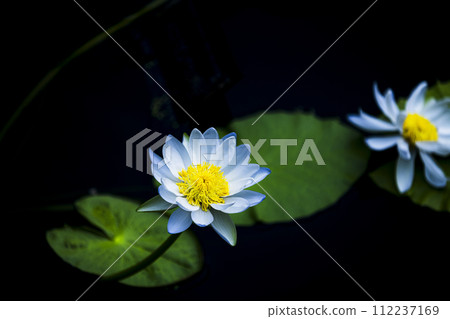 blue water lily flower floating on water blue water lily flower floating on water 112237169