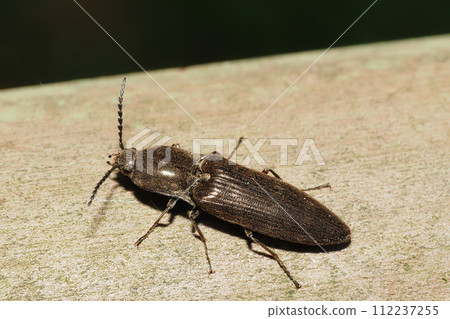 A kind of hammerhead 112237255