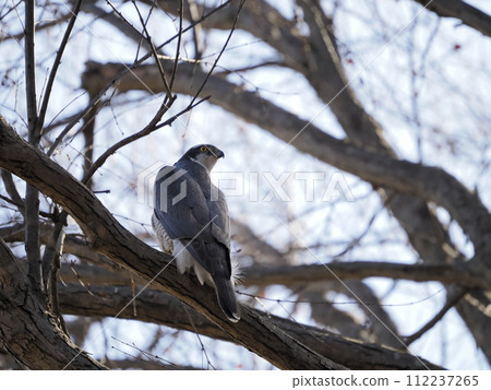 Goshawk perched on a tree branch Goshawk perched on a tree branch 112237265