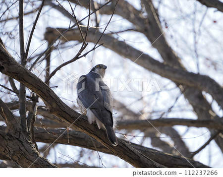蒼鷹棲息在樹枝上 蒼鷹棲息在樹枝上 112237266