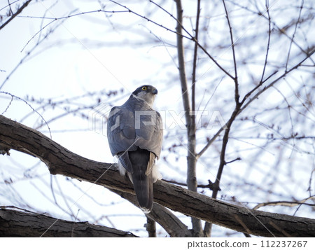蒼鷹棲息在樹枝上 112237267