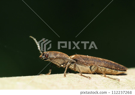 一種鎚頭 112237268