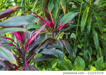 燦爛的葉子 112237279