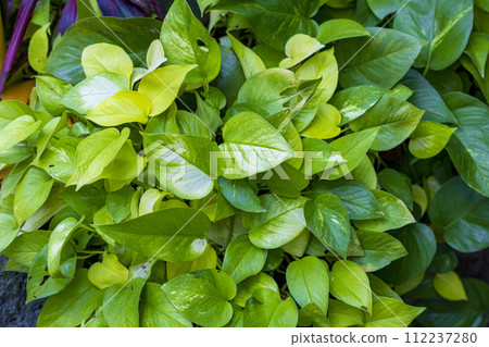 Large leaf variegated pothos Large leaf variegated pothos 112237280