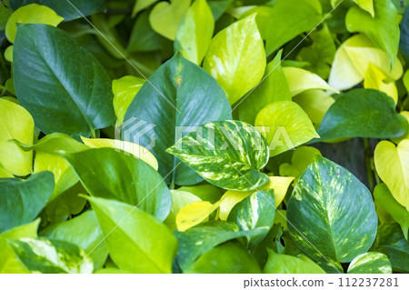 Large leaf variegated pothos Large leaf variegated pothos 112237281