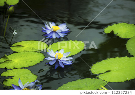 藍色的睡蓮漂浮在水邊 112237284