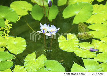藍色的睡蓮漂浮在水邊 藍色的睡蓮漂浮在水邊 112237285