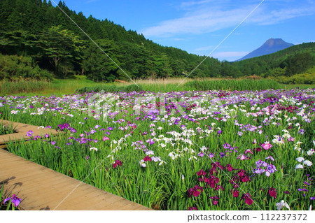 Lake Kagura with irises blooming and Mt. Yufu (Beppu City) 112237372