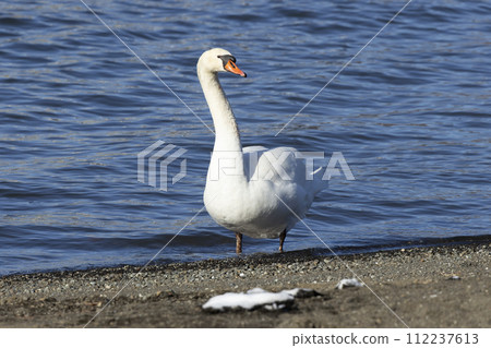 Cobb swans 112237613