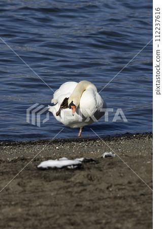 Cobb swans 112237616