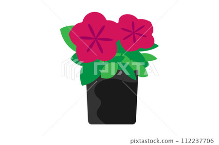 dark pink petunia seedlings 112237706