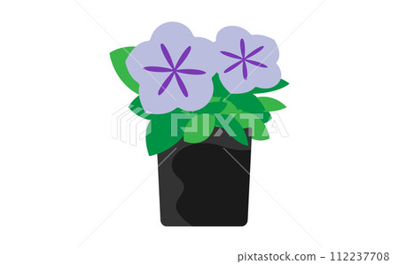 淺紫色矮牽牛苗 淺紫色矮牽牛苗 112237708