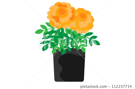 orange marigold seedlings orange marigold seedlings 112237714
