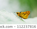On a cloudy morning during the rainy season, a yellow-spotted seri flies to a butterbur leaf and perches with its wings closed. 112237816