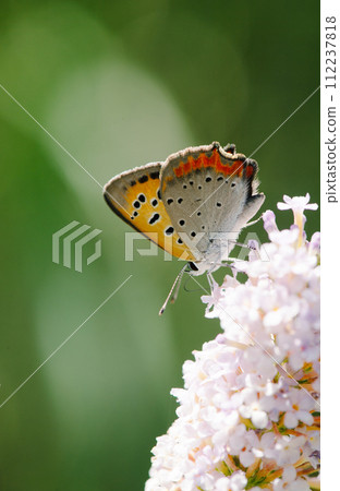 In the strong sunlight of a midsummer afternoon, a red-spotted cicada perches on a small flower spike of a sycamore, facing downward, sucking nectar from the small flower. 112237818