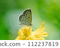 In the strong sunlight of a midsummer morning, a Yamato corbicula perches on a tubular flower of a cosmos cosmos and sucks nectar with its antennae facing downwards. 112237819