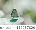 On a midsummer morning, a Japanese corbicula bathes in sunlight from the side on a butterbur leaf and is about to fly away. 112237820
