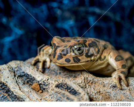 埃及綠蟾蜍的特寫 112238020
