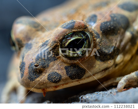 埃及綠蟾蜍的特寫 112238021