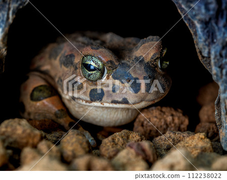 埃及綠蟾蜍的特寫 埃及綠蟾蜍的特寫 112238022
