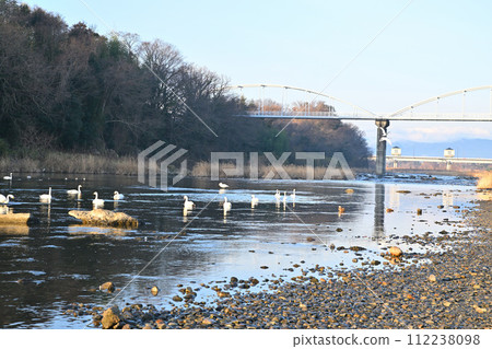 舊河本郡深谷市，清晨，苔原天鵝在荒川幹流過冬 112238098