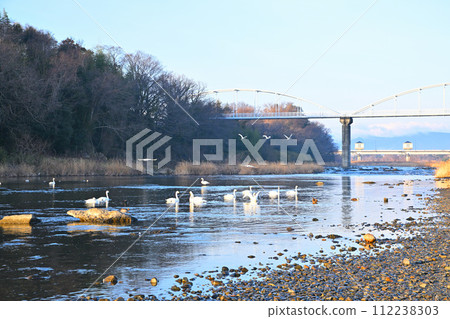 Tundra swans wintering in the main stream of the Arakawa River in the early morning, upstream, Fukaya City, former Kawamoto District 112238303