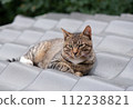 A tabby cat is lying down on a tiled roof in the early morning of summer before the sun shines, looking at me with a quizzical expression. 112238821