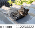 A tabby cat lying on its side in the shade of a tiled roof on a summer morning, raising its head and glancing at us. 112238822