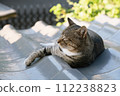 A tabby cat relaxing in the shade of a tiled roof on a summer morning, lying down with only its front right leg stretched out. 112238823